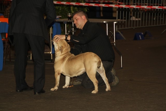 CH. Enya des guerriers divins d'asgard - 1er excellent CAC CACIB