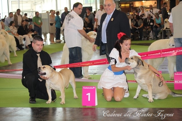 CH. Enya des guerriers divins d'asgard - Championne du monde 2011 CACS CACIB meilleur femelle