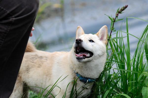 Publication : van de Kerselereveld Auteur : Wilmsen Myriam