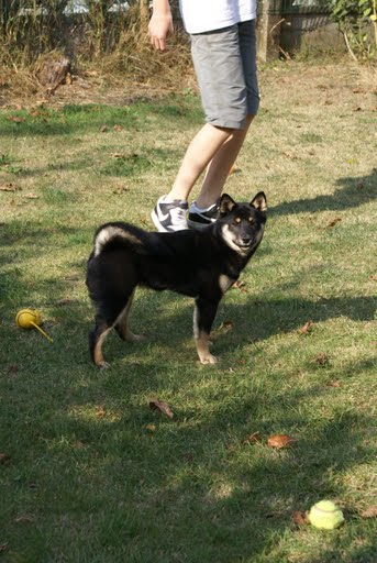 Publication : van de Kerselereveld Auteur : Wilmsen Myriam