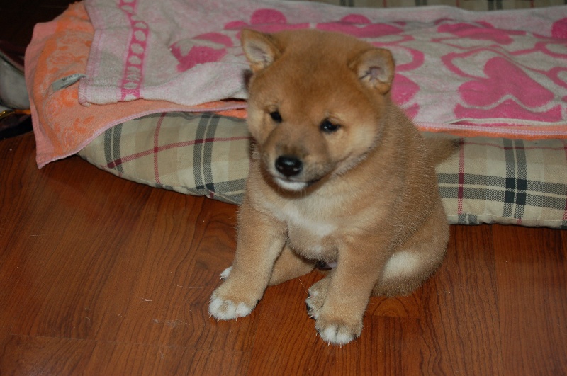 Publication : van de Kerselereveld Auteur : Wilmsen Myriam