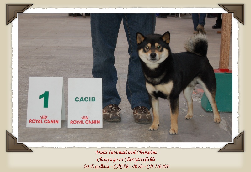 CH. classy 's go to cherrytreefields - 1 uitmuntend + CACIB + BOB