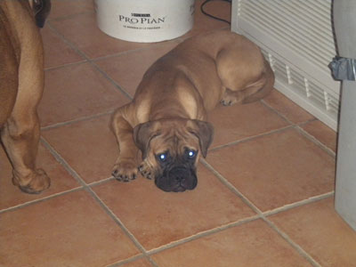 Publication : des Hauts de Gaumont