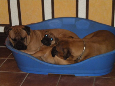 Publication : des Hauts de Gaumont