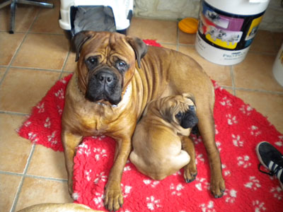 Publication : des Hauts de Gaumont