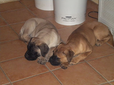 Publication : des Hauts de Gaumont