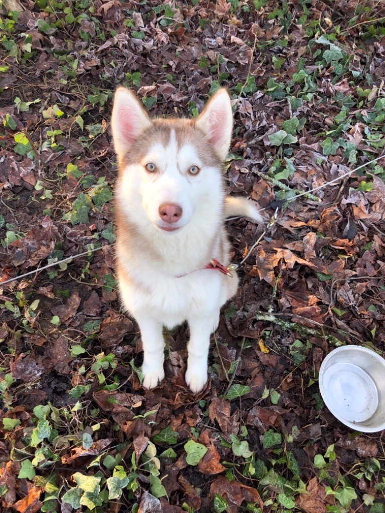 Chiot Siberian Husky, Ondara, femelle disponible en Ile De
