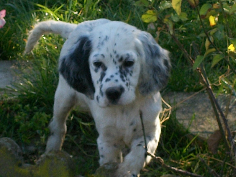 Publication : des Pins de Stella Auteur : PIERRE MERLIN