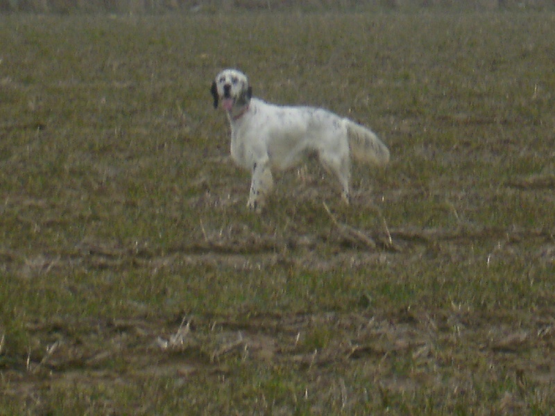 Publication : des Pins de Stella Auteur : PIERRE MERLIN