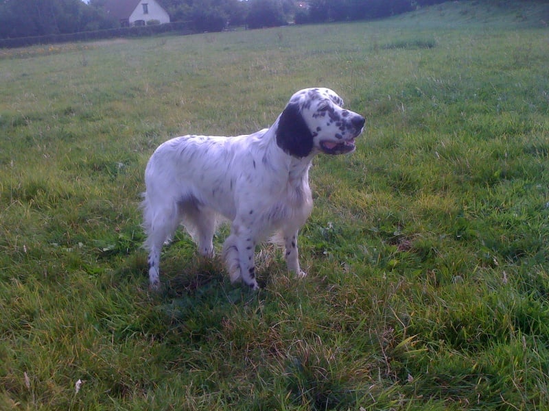 Publication : des Pins de Stella Auteur : PIERRE MERLIN