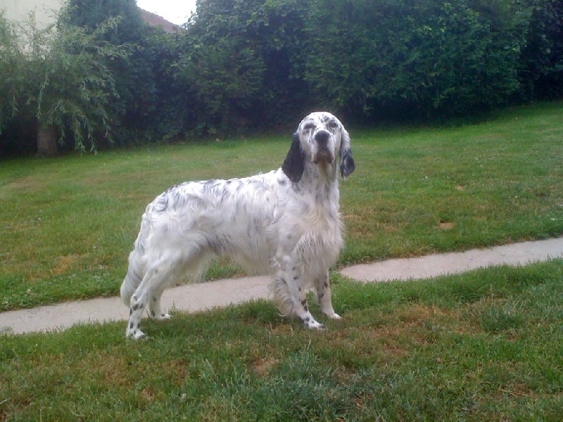 Publication : des Pins de Stella Auteur : PIERRE MERLIN