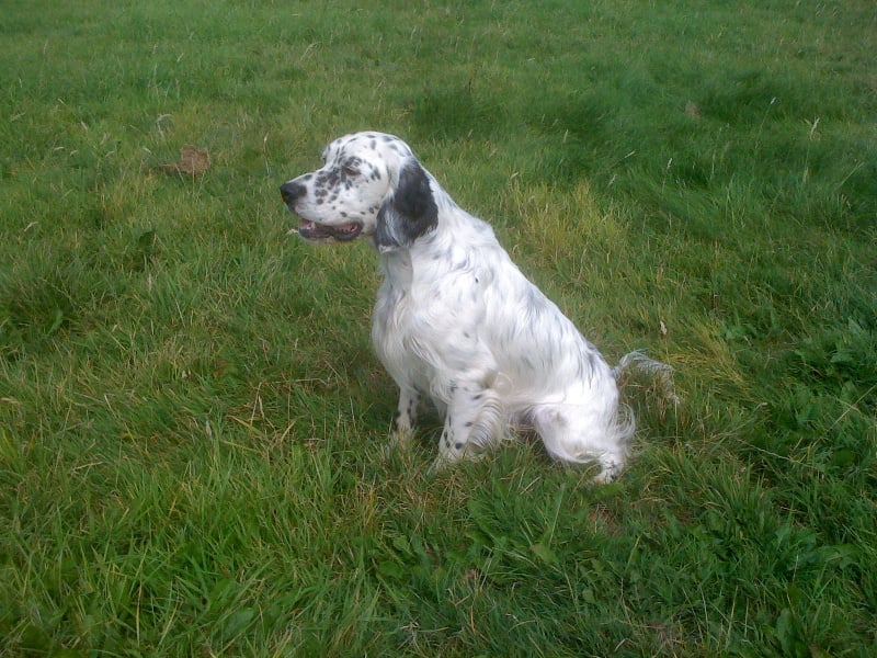 Publication : des Pins de Stella Auteur : PIERRE MERLIN