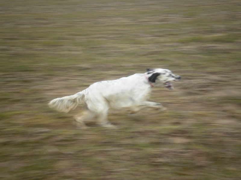 Publication : des Pins de Stella Auteur : PIERRE MERLIN