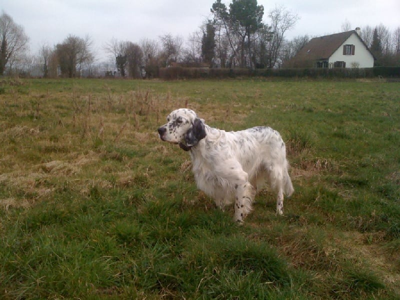 Publication : des Pins de Stella Auteur : PIERRE MERLIN