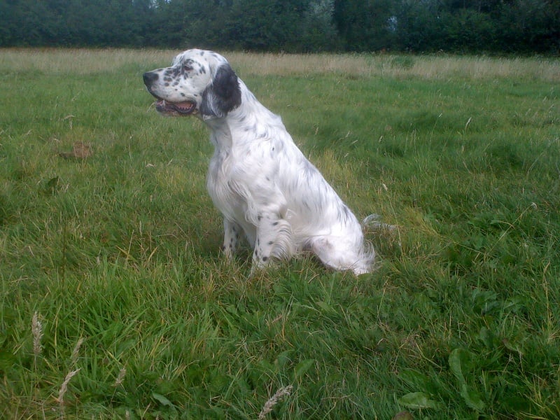 Publication : des Pins de Stella Auteur : PIERRE MERLIN