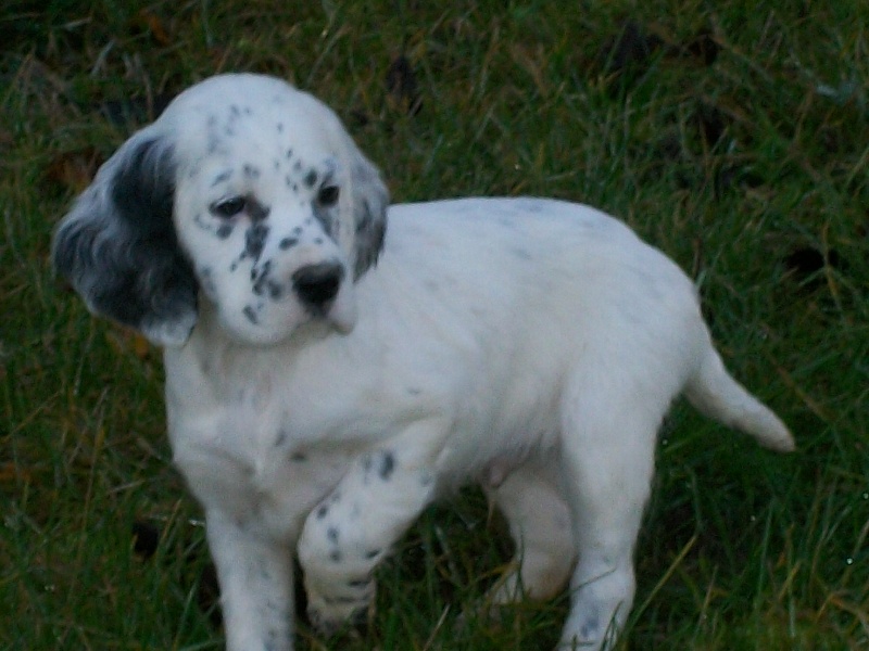 Publication : des Pins de Stella Auteur : PIERRE MERLIN