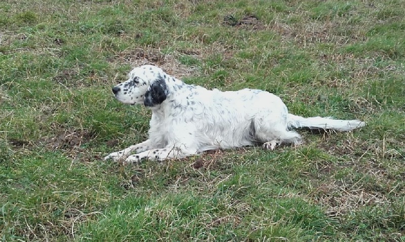 Publication : des Pins de Stella Auteur : PIERRE MERLIN