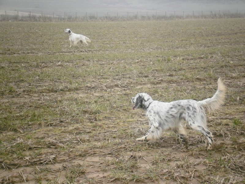 Publication : des Pins de Stella Auteur : PIERRE MERLIN