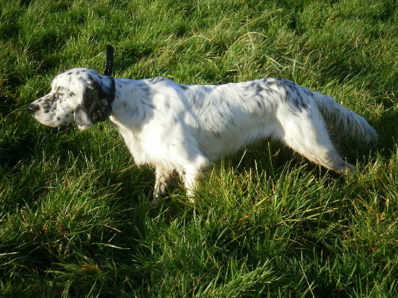 Publication : des Pins de Stella Auteur : PIERRE MERLIN