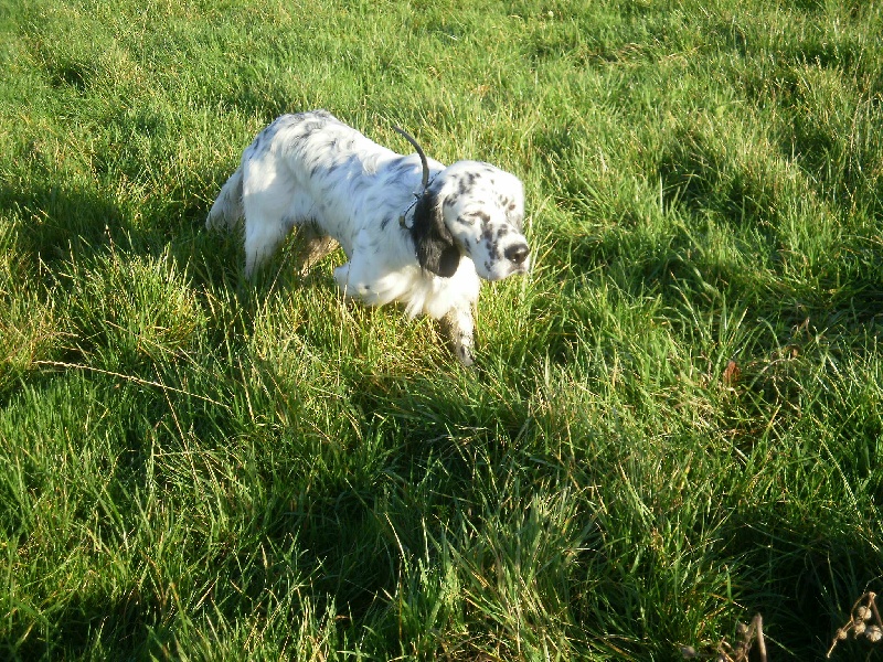 Publication : des Pins de Stella Auteur : PIERRE MERLIN