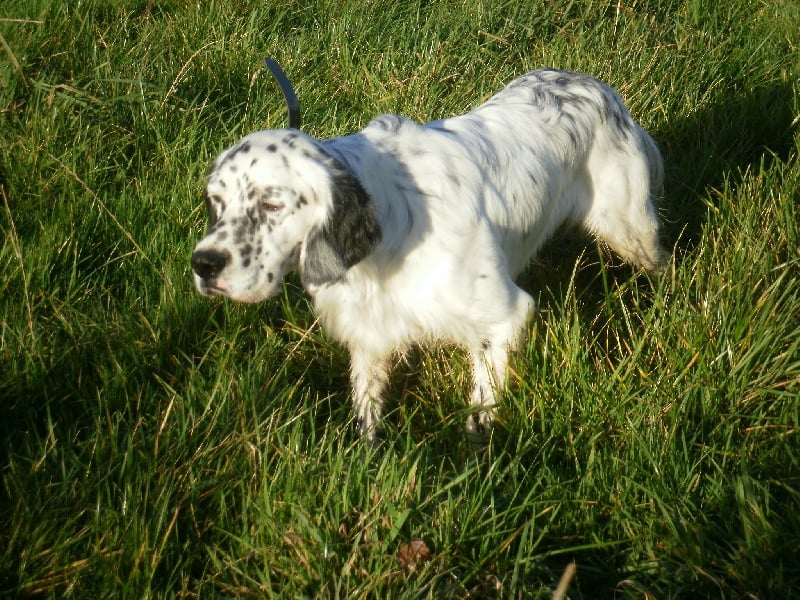 Publication : des Pins de Stella Auteur : PIERRE MERLIN