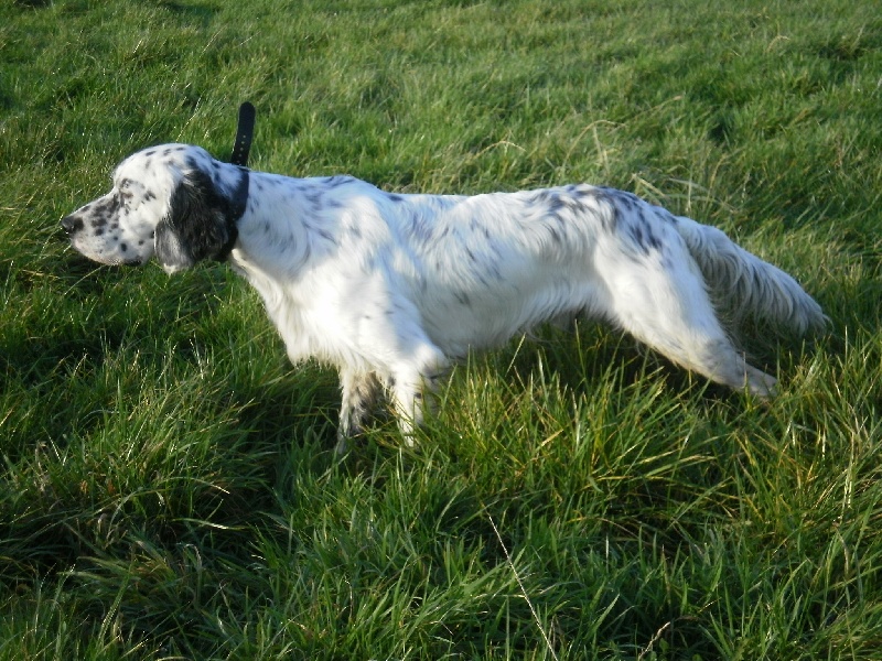 Publication : des Pins de Stella Auteur : PIERRE MERLIN