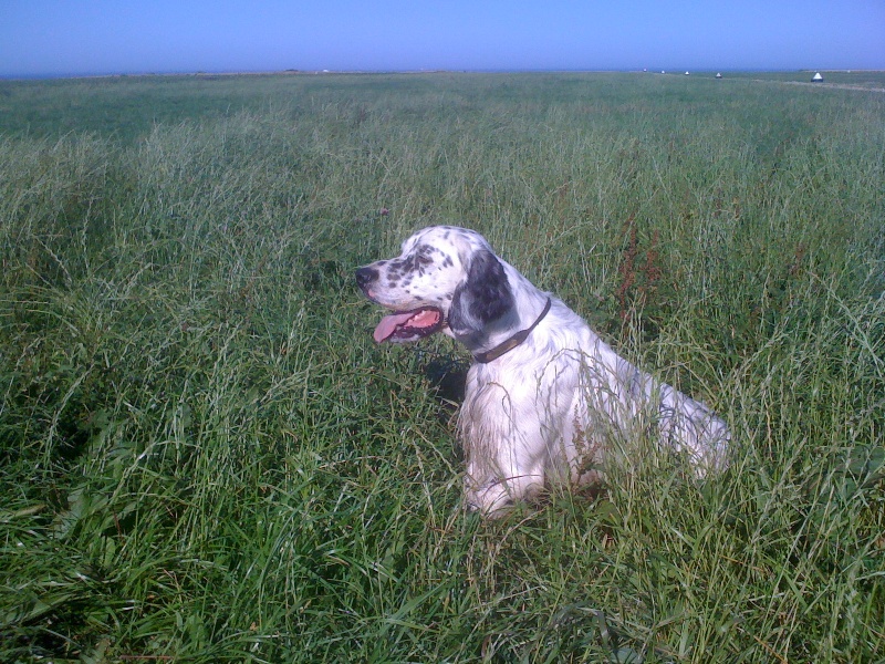 Publication : des Pins de Stella Auteur : PIERRE MERLIN