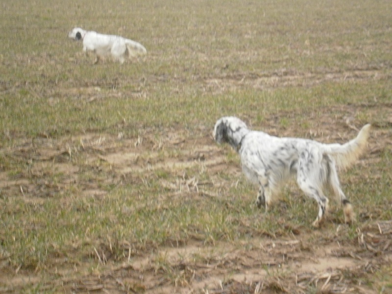 Publication : des Pins de Stella Auteur : PIERRE MERLIN