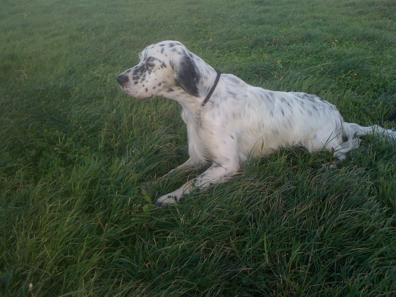 Publication : des Pins de Stella Auteur : PIERRE MERLIN