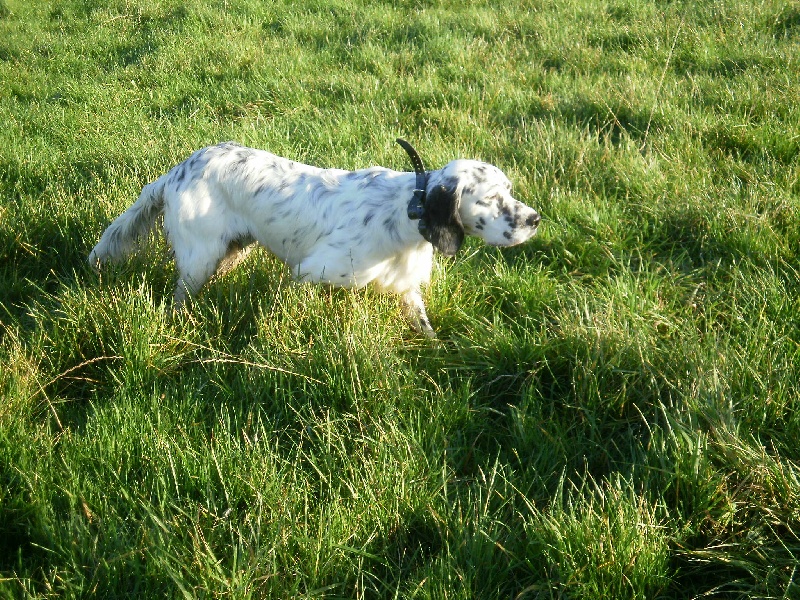 Publication : des Pins de Stella Auteur : PIERRE MERLIN