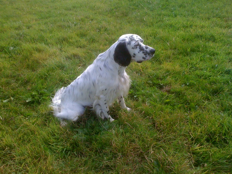 Publication : des Pins de Stella Auteur : PIERRE MERLIN