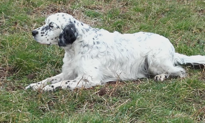 Publication : des Pins de Stella Auteur : PIERRE MERLIN