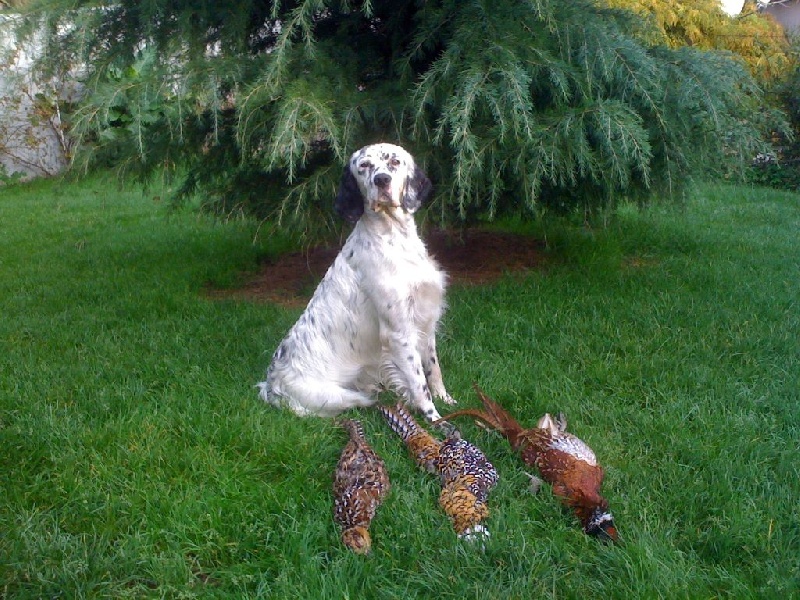 Publication : des Pins de Stella Auteur : PIERRE MERLIN