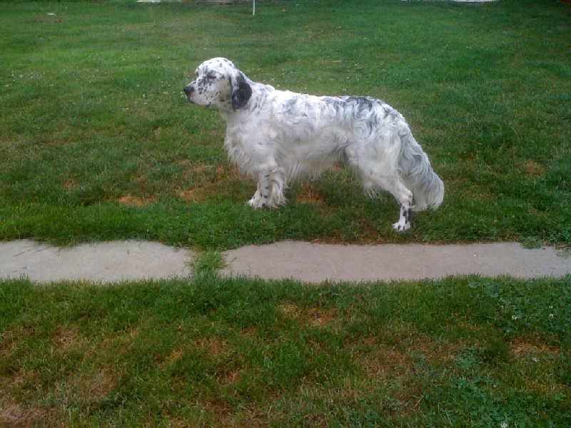 Publication : des Pins de Stella Auteur : PIERRE MERLIN