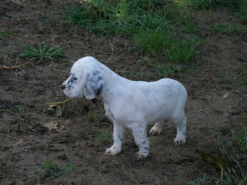 Publication : des Pins de Stella Auteur : PIERRE MERLIN