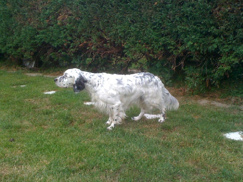 Publication : des Pins de Stella Auteur : PIERRE MERLIN