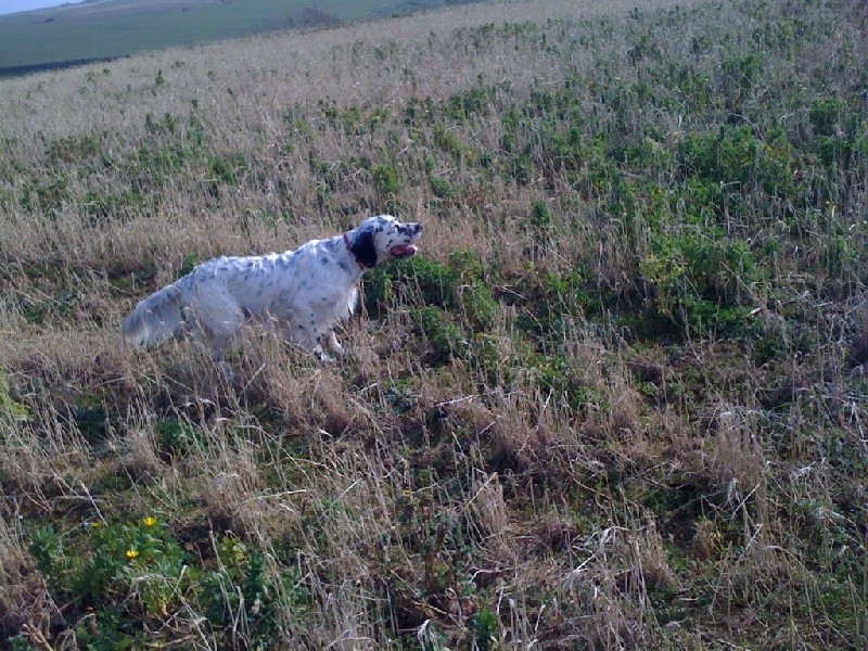 Publication : des Pins de Stella Auteur : PIERRE MERLIN