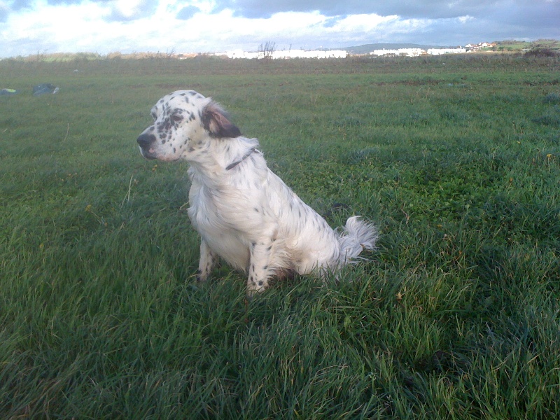 Publication : des Pins de Stella Auteur : PIERRE MERLIN