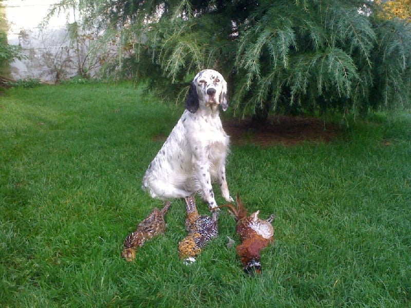 Publication : des Pins de Stella Auteur : PIERRE MERLIN