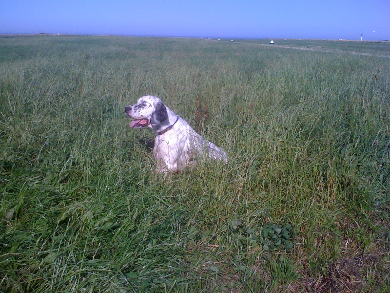 Publication : des Pins de Stella Auteur : PIERRE MERLIN