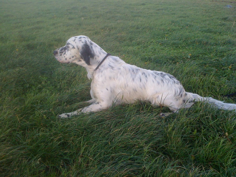 Publication : des Pins de Stella Auteur : PIERRE MERLIN