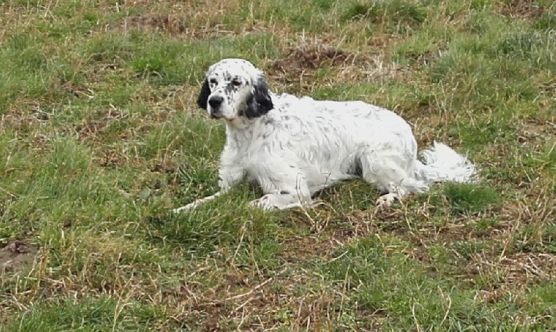 Publication : des Pins de Stella Auteur : PIERRE MERLIN