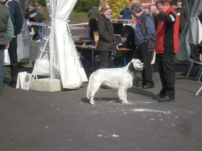 Publication : des Pins de Stella Auteur : PIERRE MERLIN