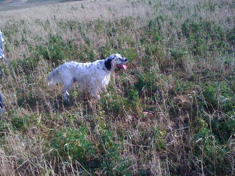 Publication : des Pins de Stella Auteur : PIERRE MERLIN