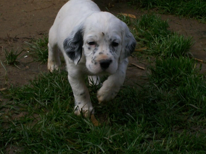 Publication : des Pins de Stella Auteur : PIERRE MERLIN