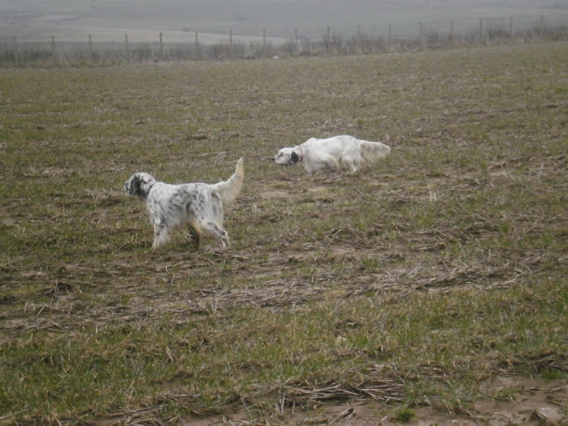 Publication : des Pins de Stella Auteur : PIERRE MERLIN