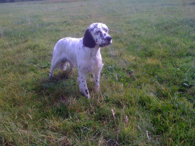 Publication : des Pins de Stella Auteur : PIERRE MERLIN