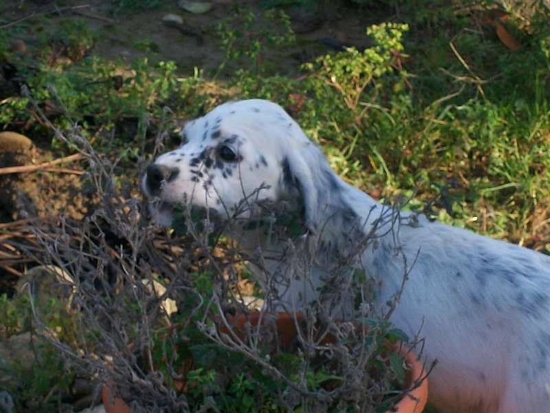 Publication : des Pins de Stella Auteur : PIERRE MERLIN