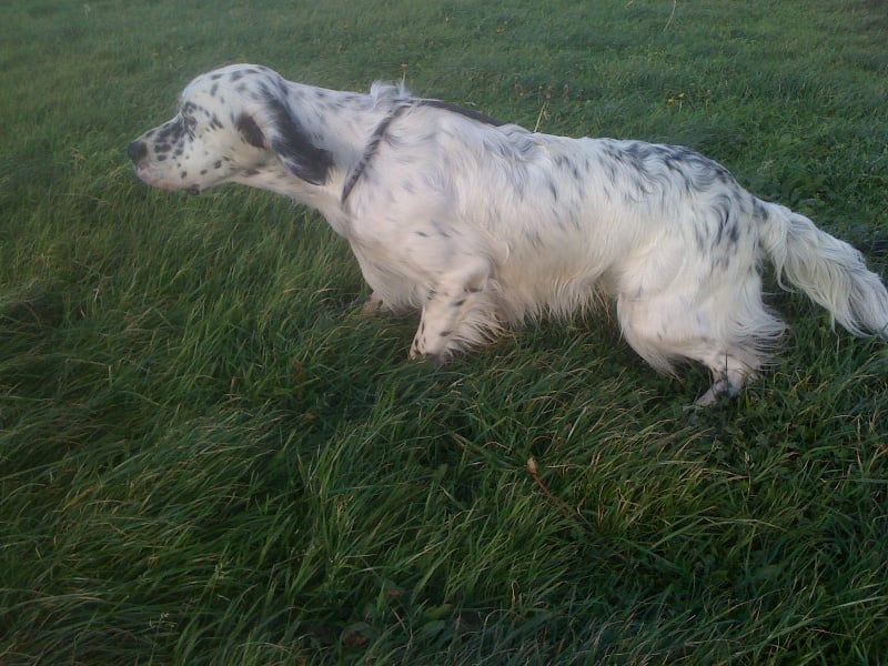 Publication : des Pins de Stella Auteur : PIERRE MERLIN