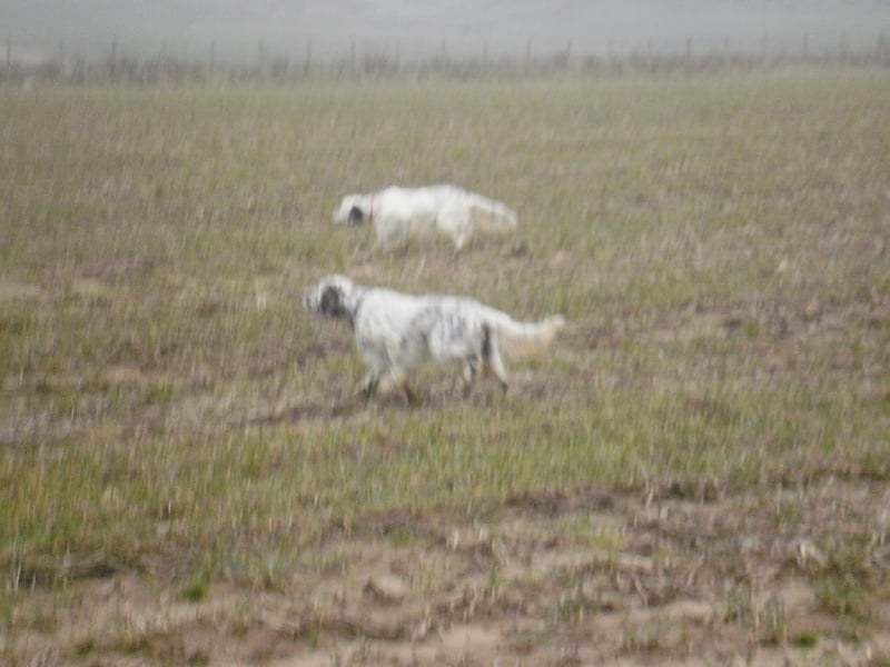 Publication : des Pins de Stella Auteur : PIERRE MERLIN